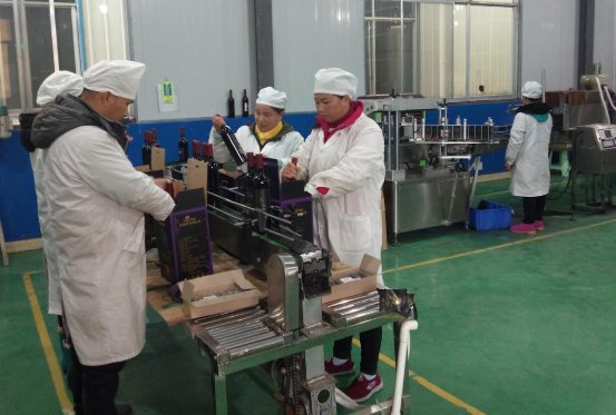 产品紧缺，酒厂“加速度”：凯缘春蓝莓红酒迎年底丰收季