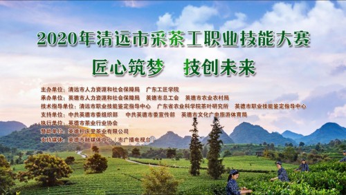 冠军揭晓！清远200采茶高手在英德大比拼