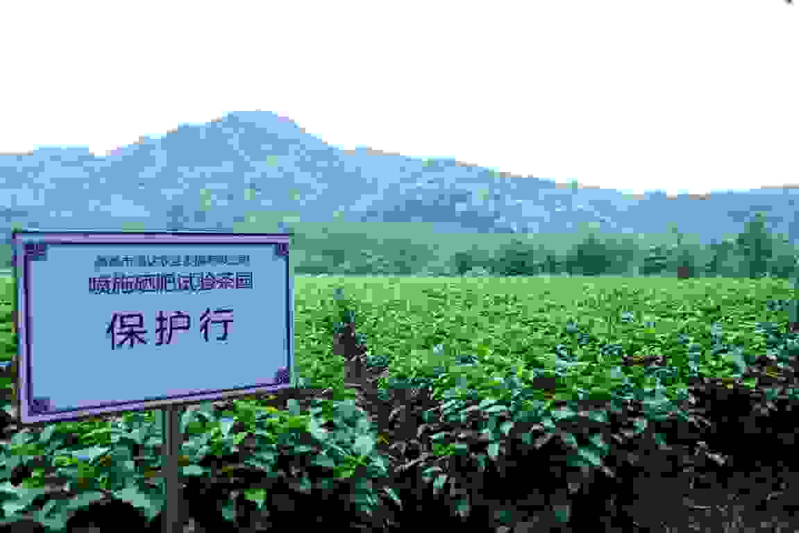 科技助力英德茶叶插上“硒望”的翅膀