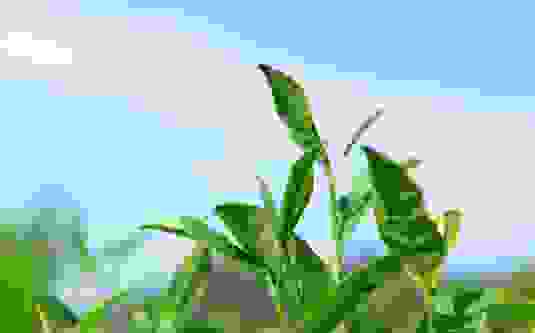 一记红春茶将至｜从茶开始，让生活回甘