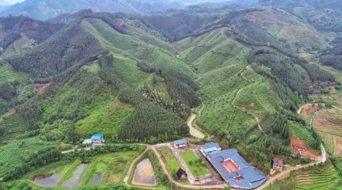 注重知识产权保护 汇桔助推茶企走向世界