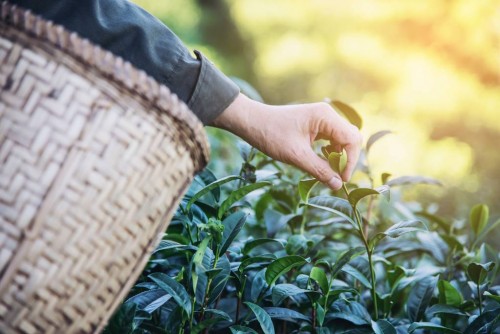 一记红碧螺春茶是绿茶还是红茶？双生姐妹了解下