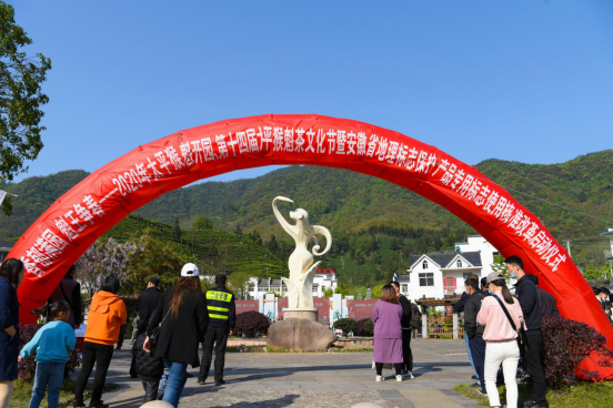 万众瞩目，魁王争春，黄山区猴坑太平猴魁盛大开园