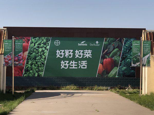百余蔬菜新品种亮相寿光，拜耳圣尼斯VR虚拟现实看展