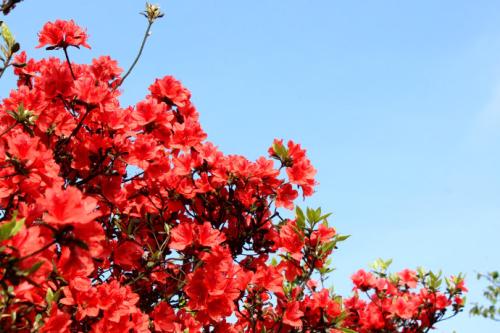 春季好光景，不如快来丹寨赏杜鹃花海！