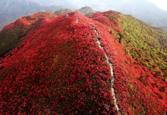 五一登龙泉山，赏杜鹃花海，感受春的盎然生机！