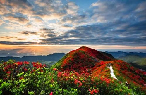 丹寨杜鹃花节已经盛大开幕，漫山遍野的杜鹃蔚为壮观！