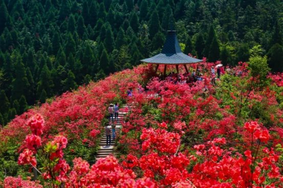杜鹃花开繁似海,丹寨高山等你来!