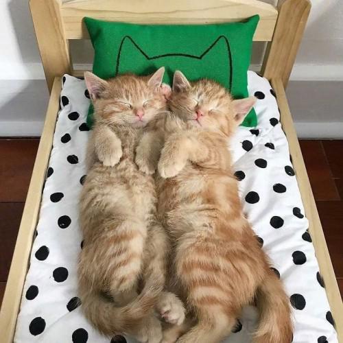 新手养猫必读：猫粮怎么选？成分怎么看？