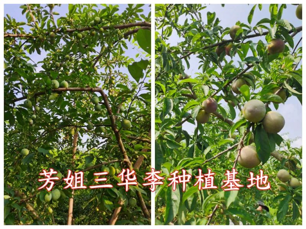 广东省韶关市翁源县三华新尧村｜芳姐三华李种植基地