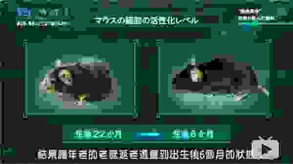 PODA品牌PODANMN9800|让人放心的大健康抗衰产品
