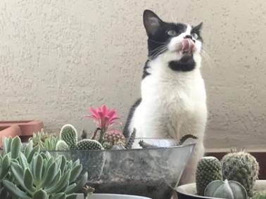猫粮排行榜新鲜出炉，快来看看发育宝的表现！