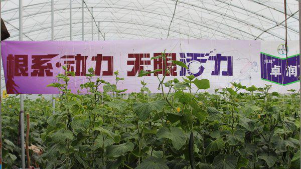 微生物化身“田间小助手”，拜耳解锁农业增收新路径