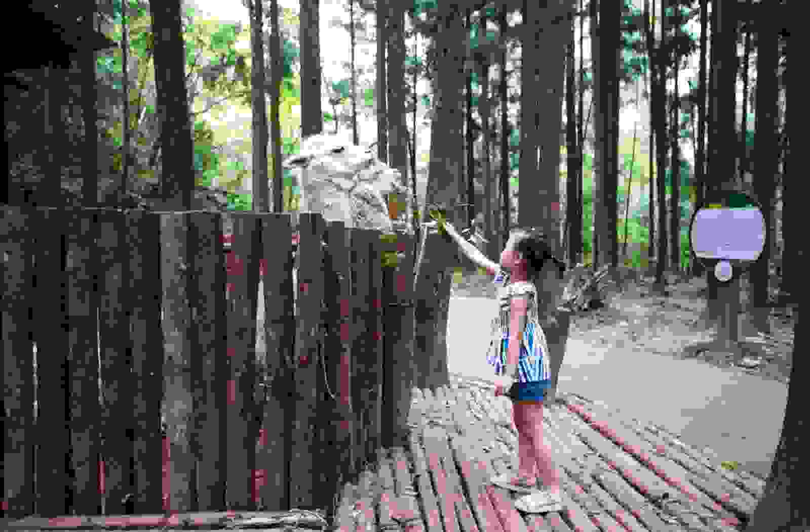 H:\CLJ工作文件\金佛山度假村\图片资料\羊驼孔雀\微信图片_202008271554341.jpg