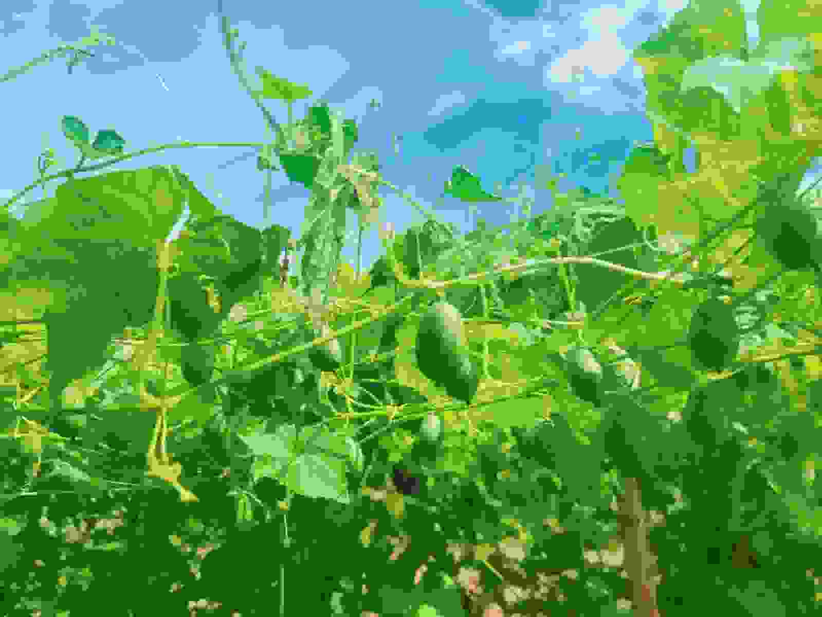 H:\CLJ工作文件\金佛山度假村\图片资料\农场\微信图片_202008130953263.jpg