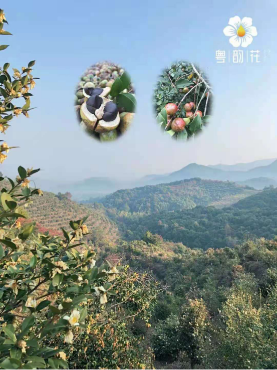 坐月子选择哪种月子油？粤韵花能吃还能抹！