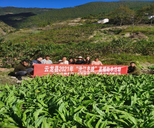 网聚青春新力量，助力“沧江冬桃”出深山！