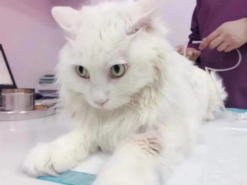 猫咪泌尿疾病反反复复，瑞派宠物医院让TA一路畅通！