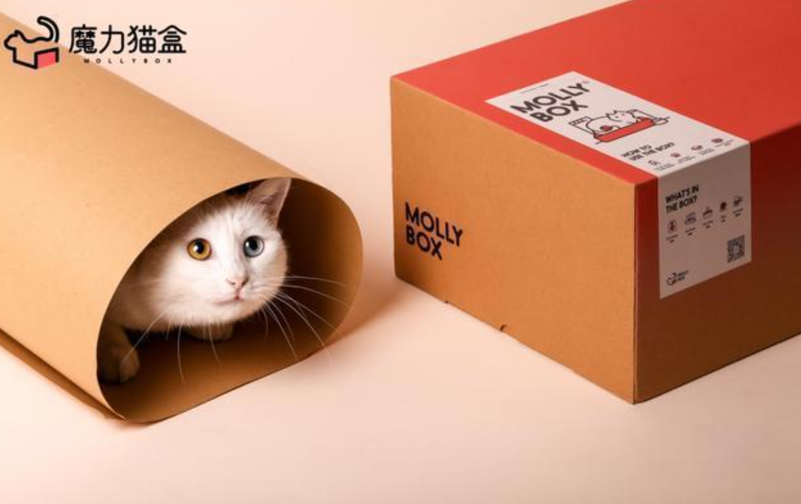 许流浪动物一个暖冬!魔力猫盒用心点亮生命之光