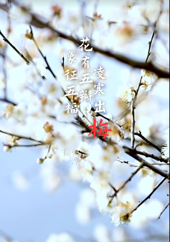 CNY完美落幕，梅花季到来：网红零食溜溜梅陪你过年
