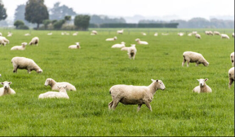 高品质奶源 倍恩喜羊奶粉持续进军高端奶粉市场