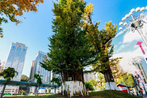 在花果园白宫附近：走在步行街两旁，树木茂密如同穿越到七百年前