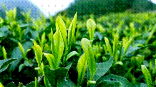 四月芳菲来万达丹寨茶园，与茶为友，与花为伴，花增茶味！