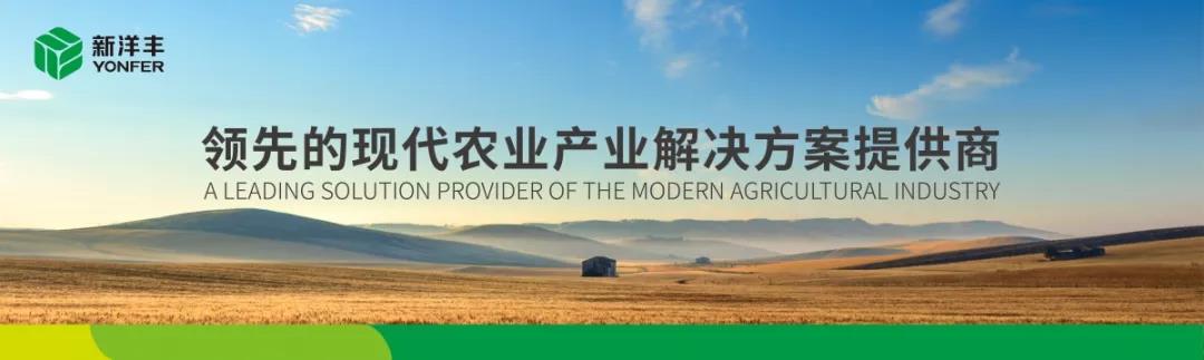 新洋丰“绿”色种植助力黄土高原苹果更“红”