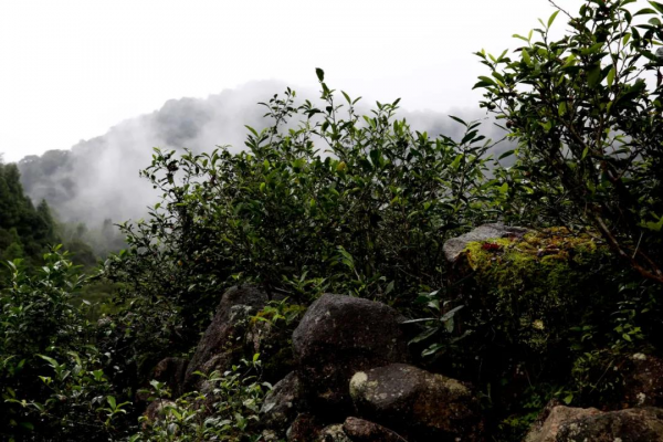 纳山云舍红乌龙，以“零农残”标准，通过国家茶叶质量监督检测
