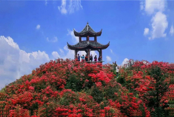 丹寨杜鹃花节为你呈现的梦幻和浪漫，你接收到了吗？