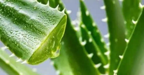 完美产品：芦荟的妙用你知道几个？