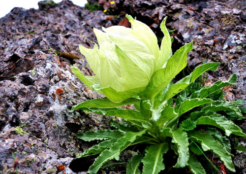 相见恨晚的护肤成分，植物医生以高山雪莲守护肌肤