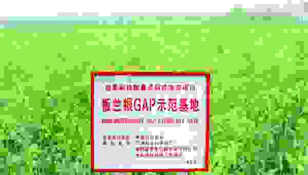 平塘县牙舟镇：板蓝根喜获丰收