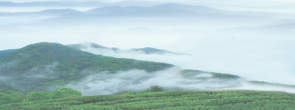 助力“闽茶”开拓国际市场 ——2021年福建外贸云展会茶产业专场