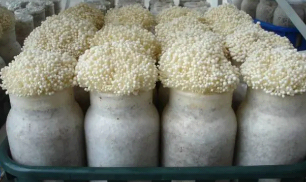 谷轮™涡旋压缩机保障“舌尖安全”,推动食用菌产业绿色发展