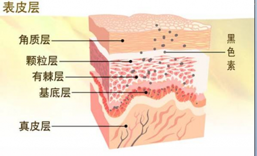 建设“人体的第一道抗氧化防线”！PUROL核心成分强势抑黑