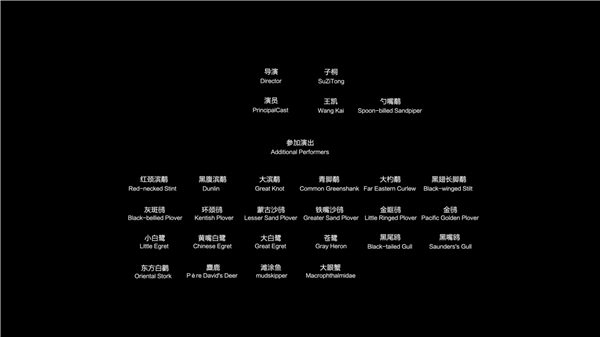 红树林基金会携手王凯 为保护湿地候鸟再发声