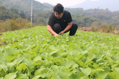 赤水市长沙镇：“粱油轮种”开启助农增收“倍增器”