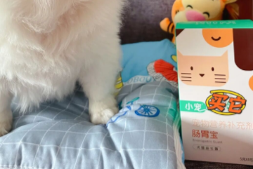 养宠家庭必备肠胃宝，小宠肠胃宝是我的首选！