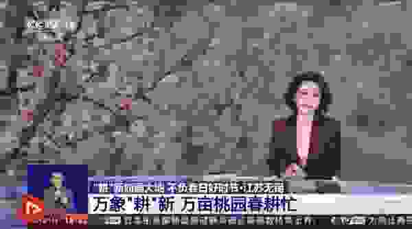 央视五连报道 田园东方蜜桃村阳山桃花节云上收官