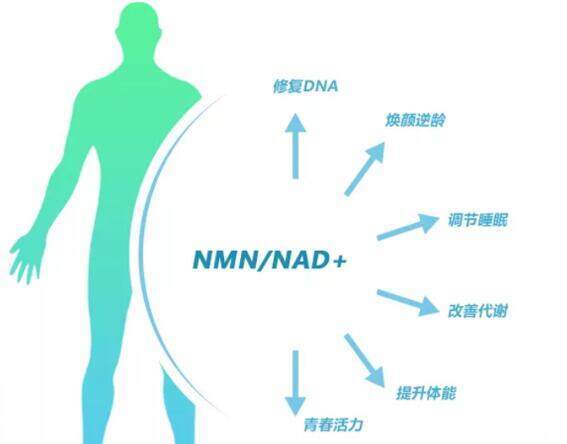NMN在提高体质的力量不容小视堪称行业明珠