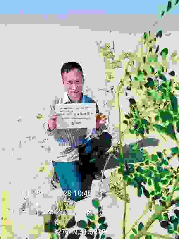 沙漠无水植树