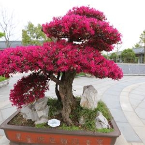 松鹤园文化之盆景文化