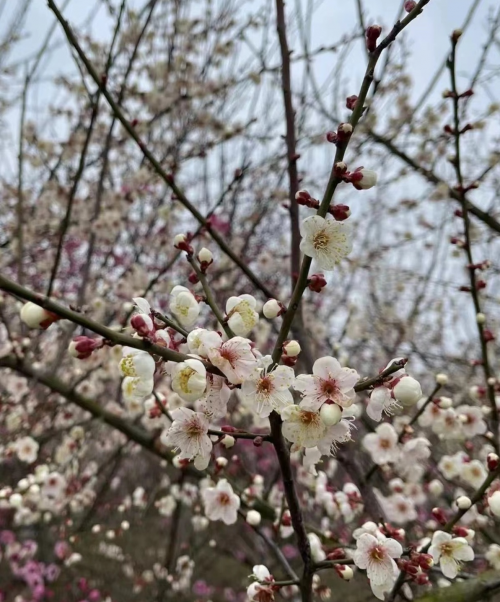 正是梅花绚烂时：溜溜梅邀您品味青梅之美