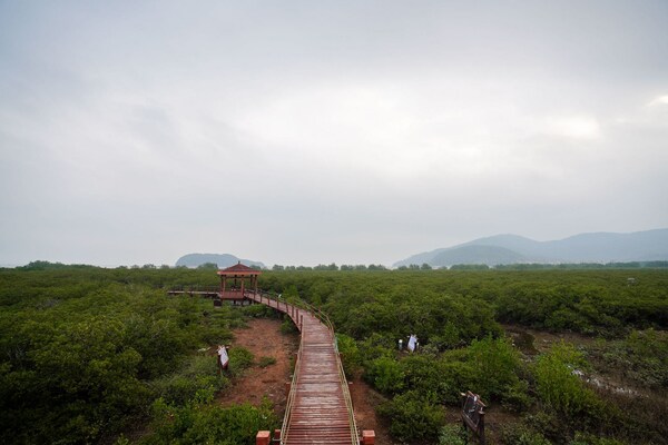 马爹利广东海陵岛红树林保护项目第二阶段正式启动