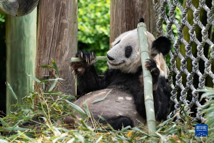 国宝熊猫丫丫归来 盼盼食品领养大熊猫践行生态文明建设