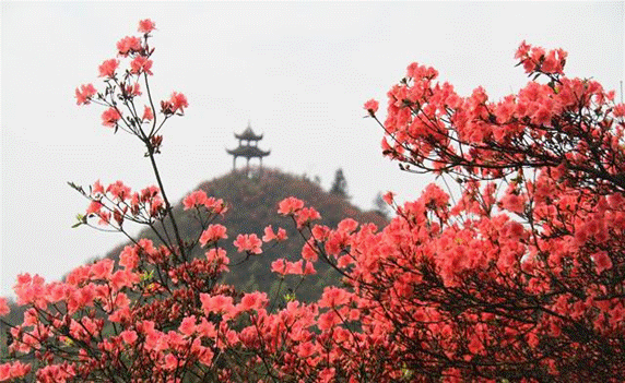 今年的丹寨杜鹃花节已“来临”，假期邀您一起“共赴”