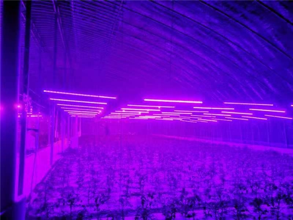 国货品牌背后的特殊力量：一盛物理农业入选《国货档案》