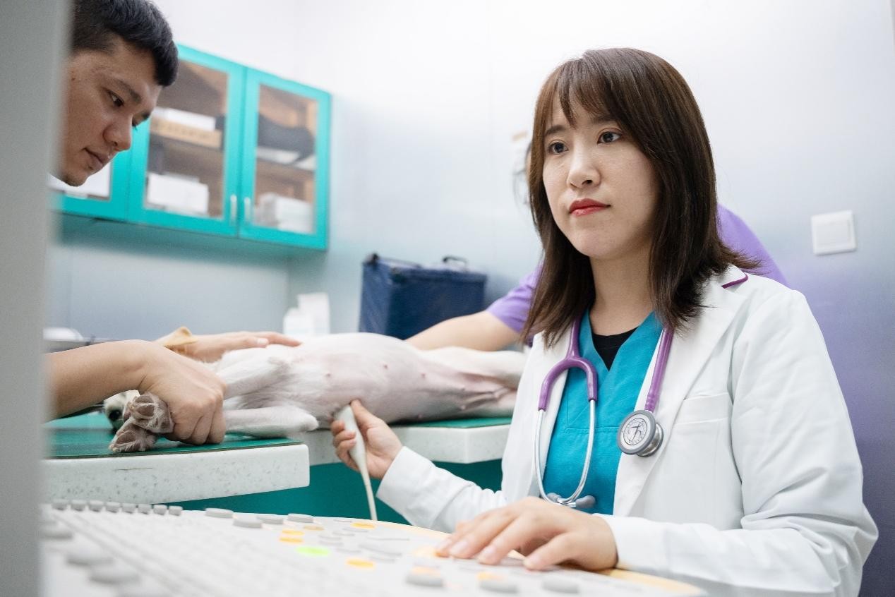 瑞派宠医——孟庆鸿 | 从宠主到宠物医生，再到心脏专科精进之路