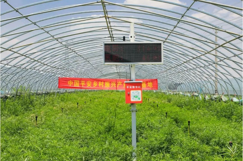 马明哲：深化战略，修炼内功，收获新时期的高质量发展